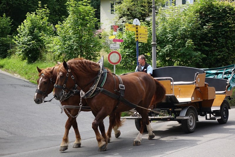 A couple of horses pulling a carriage down a street